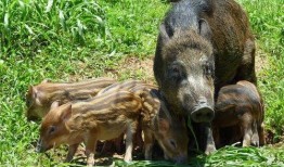 巴中野猪爆料事件视频播放,揭秘事件背后真相